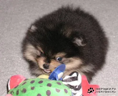 1200946882_total_furball.webp