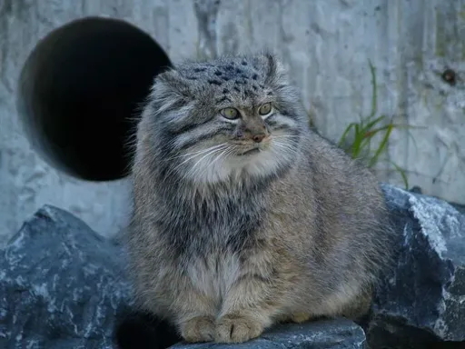 Manul_14.webp