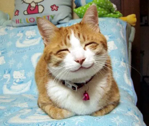 Няшный котик.webp