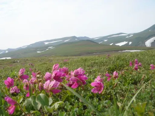x_2c7cf65b.webp