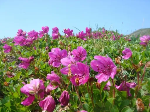 x_47559a99.webp
