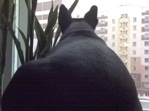 DSC00013.webp