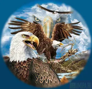 115980133124589.webp