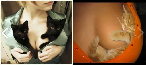 Catsboobs1.webp