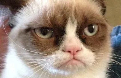 Grumpy-Cat-Tadar-Sauce.webp