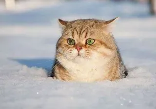 Кот Зима.webp