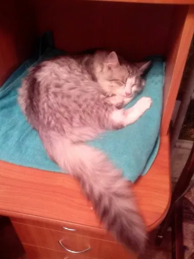 Лютик спит.webp