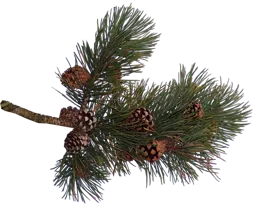 4045897.webp