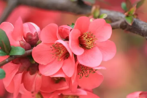 spring-flowers-1225272_960_720.webp