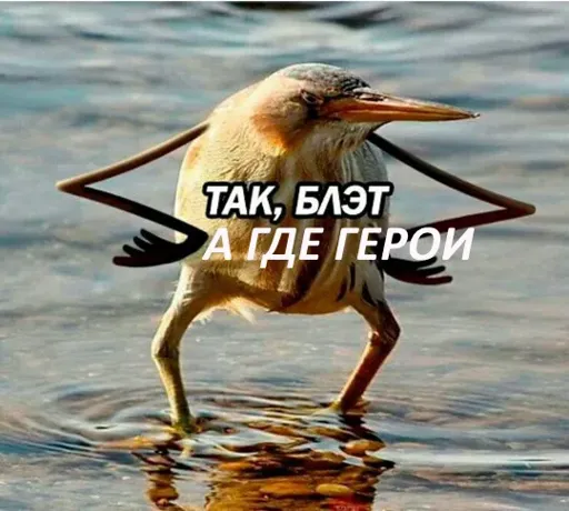редди блэт (1).webp