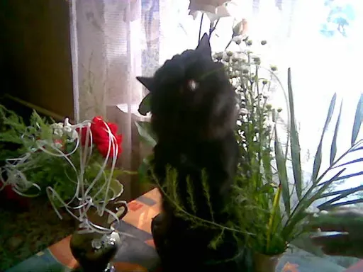 Пуся-02.webp