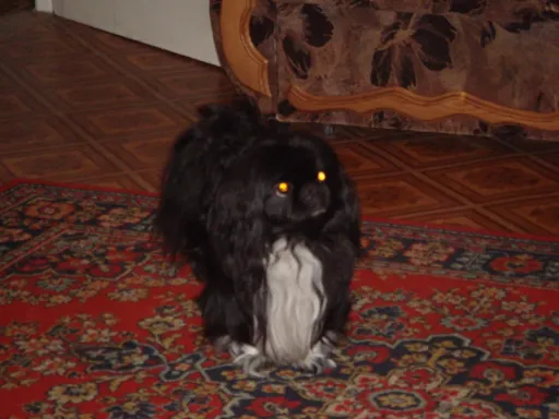 DSC00021.webp