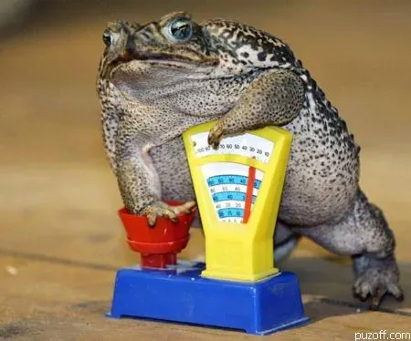 Жаба.webp