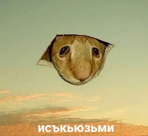 imeKODPGSv0.webp