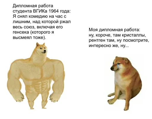 doge_diplom.webp