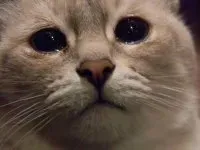 plachucshiy-kot_123051178_orig_.webp