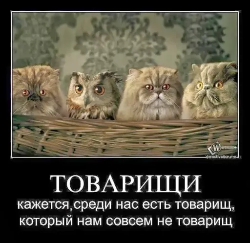 106915131_sovuy_i_kotuy_yumor.webp