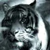 0000.webp