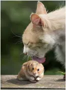 Котяра2.webp