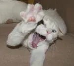 Котяра3.webp