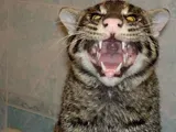 Котяра8.webp