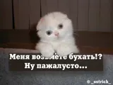 Котяра10.webp