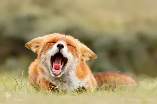 image_560510160025444033296.webp