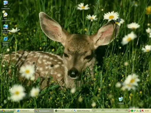 deskischo.webp