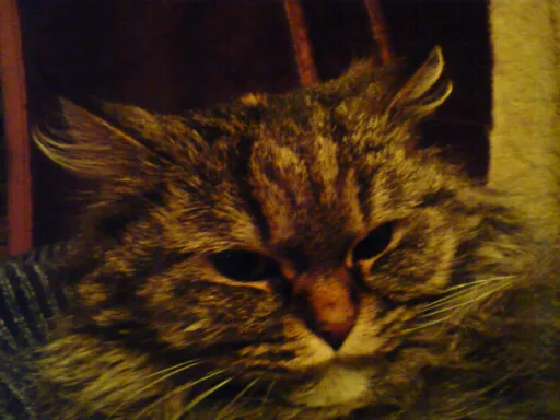 DSC00012.webp
