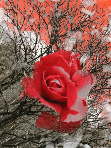 ROZA.webp