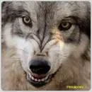 6eda649291e9c04c0351cacdce27e915.webp