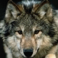 69e130252d0f4fc7736438af9a2efdac.webp