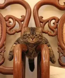 Cat.webp